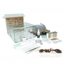 Bundle Offer - Camponotus nicobarensis